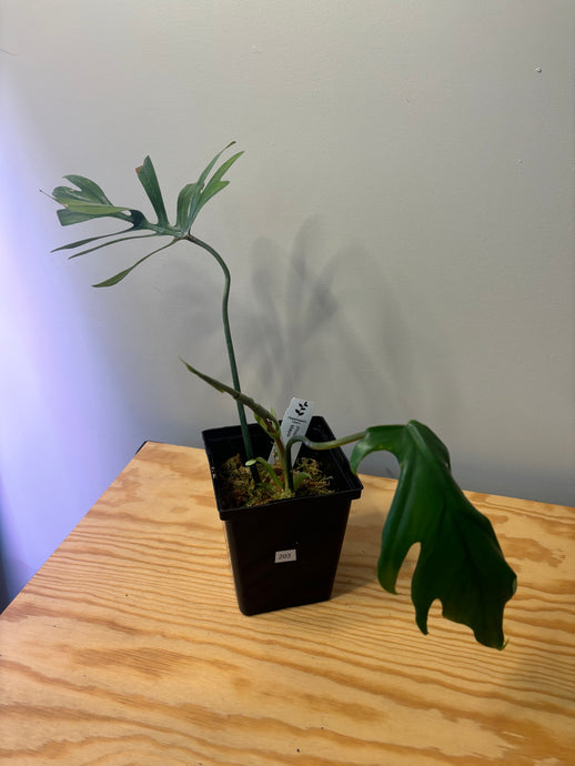 203. Philodendron Mayoi