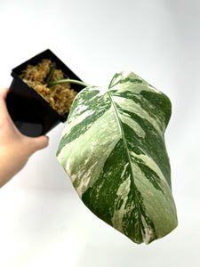 Monstera Deliciosa Albo Variegated N