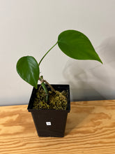 Load image into Gallery viewer, 88. Monstera Deliciosa Albo Variegated