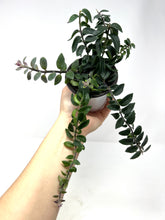 Load image into Gallery viewer, Aeschynanthus Radicans ‘Curly’