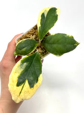 Load image into Gallery viewer, Hoya Incrassata Albo Variegated