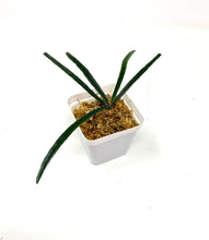 Load image into Gallery viewer, Hoya Insularis