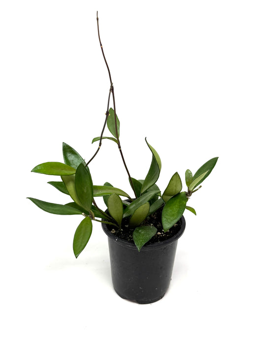 Hoya Davidcummingii