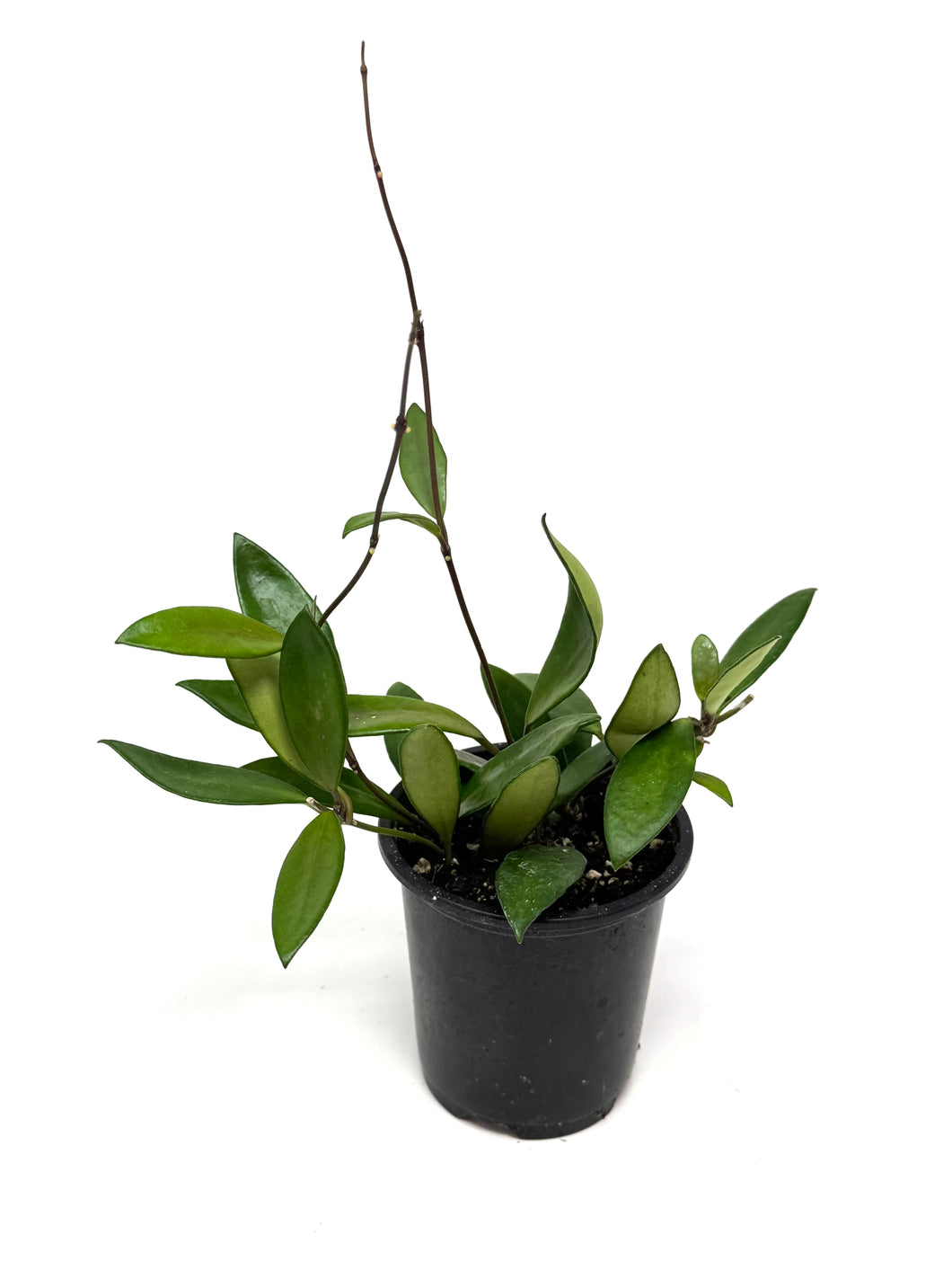 Hoya Davidcummingii