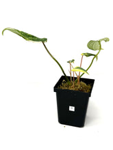 Load image into Gallery viewer, Philodendron Gloriosum Variegated D