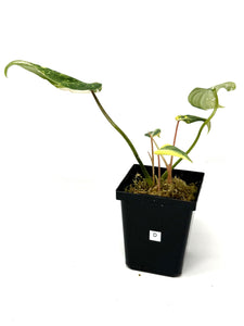 Philodendron Gloriosum Variegated D