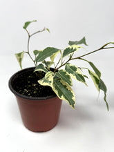 Load image into Gallery viewer, Ficus Benjamina ‘Starlight’
