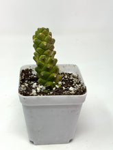 Load image into Gallery viewer, Euphorbia Ritchiei Variegated (Ships within Canada only)