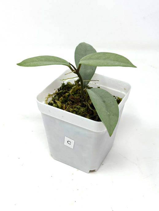 Hoya Wilbur Graves Silver C