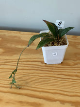 Load image into Gallery viewer, 41. Hoya Parviflora Splash