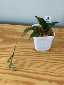 41. Hoya Parviflora Splash