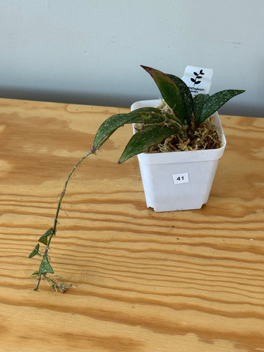 41. Hoya Parviflora Splash