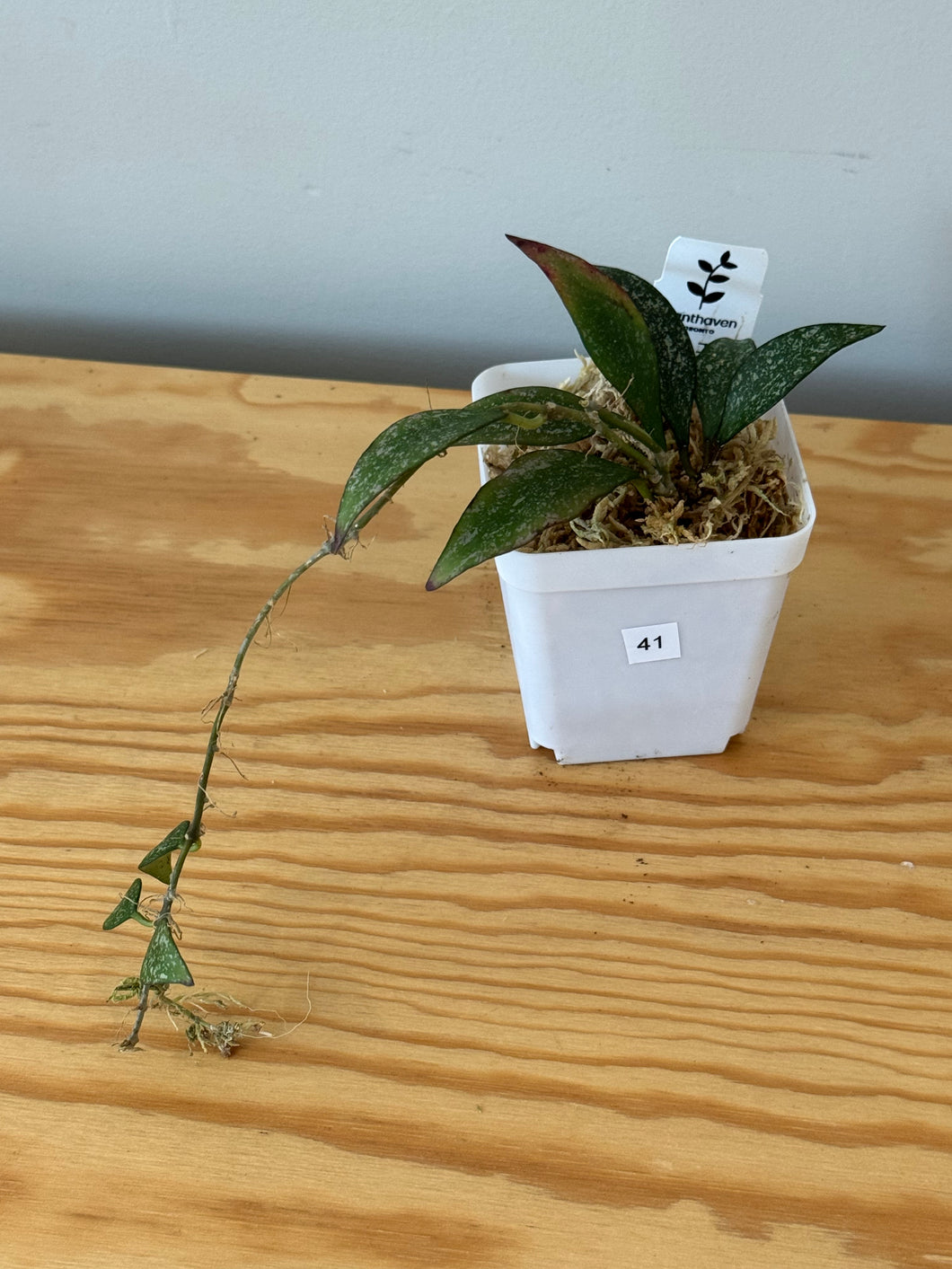 41. Hoya Parviflora Splash