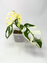 Load image into Gallery viewer, Monstera Adansonii Albo Variegated F