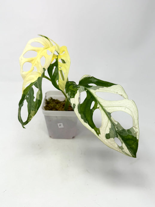 Monstera Adansonii Albo Variegated F