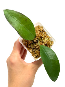 Hoya Kloppenburgii