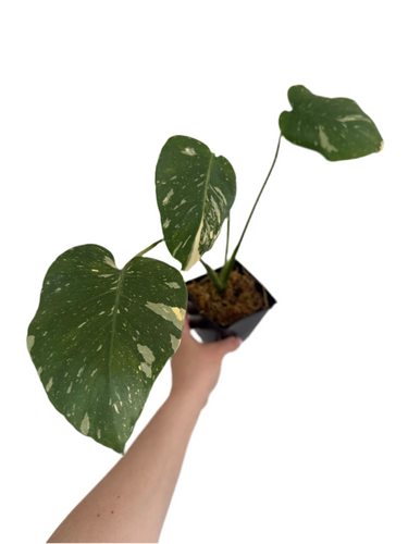 Monstera ‘Thai Constellation’ 6