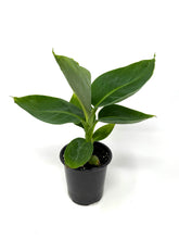 Load image into Gallery viewer, Musa Dwarf Cavendish ‘Banana Tree’