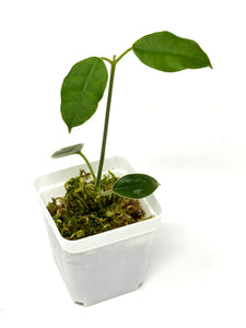 Hoya Lauterbachii
