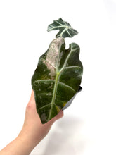 Load image into Gallery viewer, Alocasia Amazonica Variegated C