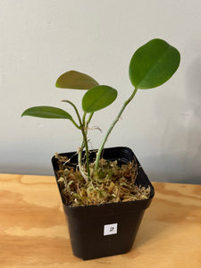 2. Hoya Australis