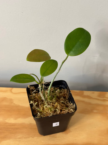 2. Hoya Australis