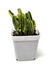 Load image into Gallery viewer, Acanthocereus Tetragonus ‘Fairy Castle Cactus’ Variegated (Ships within Canada only)