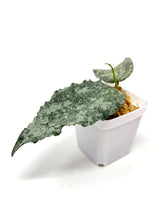 Load image into Gallery viewer, Hoya Caudata Silver Ghost