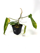 Load image into Gallery viewer, Philodendron Florida Beauty