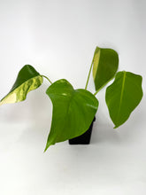 Load image into Gallery viewer, Monstera Deliciosa Aurea Variegated A