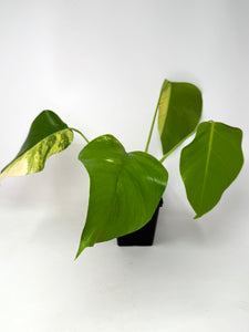 Monstera Deliciosa Aurea Variegated A