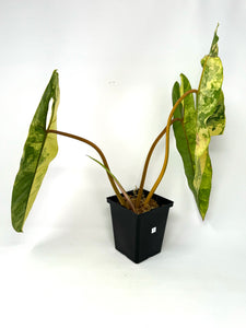 Philodendron Billietiae Variegated A