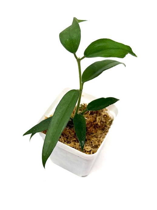 Hoya Burmanica