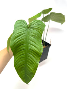 Philodendron Tenue