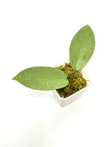 Hoya Silver Dollar