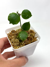 Load image into Gallery viewer, Hoya Endauensis