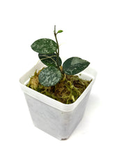 Load image into Gallery viewer, Hoya Mathilde Splash