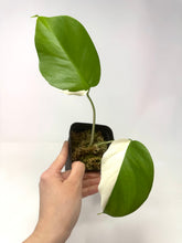 Load image into Gallery viewer, Monstera Deliciosa Albo Variegated C