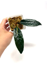 Load image into Gallery viewer, Hoya Onychoides