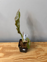Load image into Gallery viewer, 99. Philodendron Ring of Fire