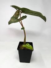 Load image into Gallery viewer, Philodendron Billietiae Variegated D