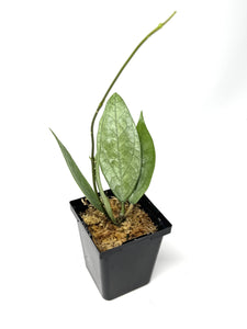 Hoya Germany Silver C
