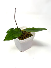 Load image into Gallery viewer, Hoya Erythrina