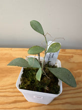 Load image into Gallery viewer, 162. Hoya Nummularioides Silver