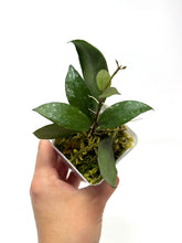 Load image into Gallery viewer, Hoya Walliniana UT-152
