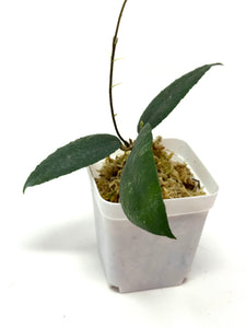 Hoya Caudata 'Sumatra'