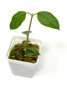 Hoya Lauterbachii