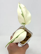 Load image into Gallery viewer, Monstera Deliciosa Albo Variegated J