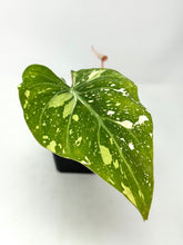 Load image into Gallery viewer, Philodendron Gloriosum Variegated B