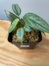 Load image into Gallery viewer, 211. Philodendron Sodiroi Ornatum